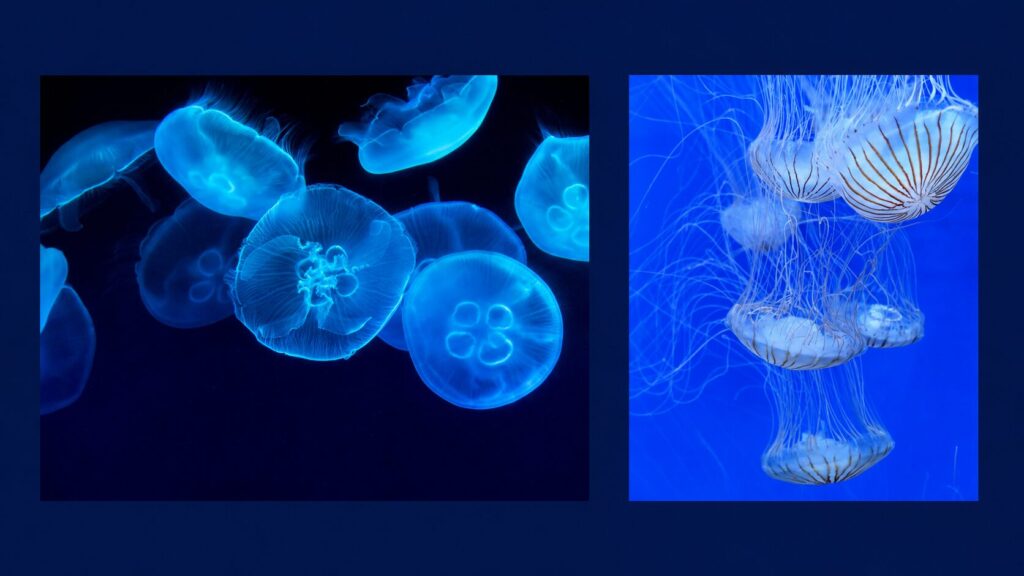 水クラゲと赤クラゲの写真