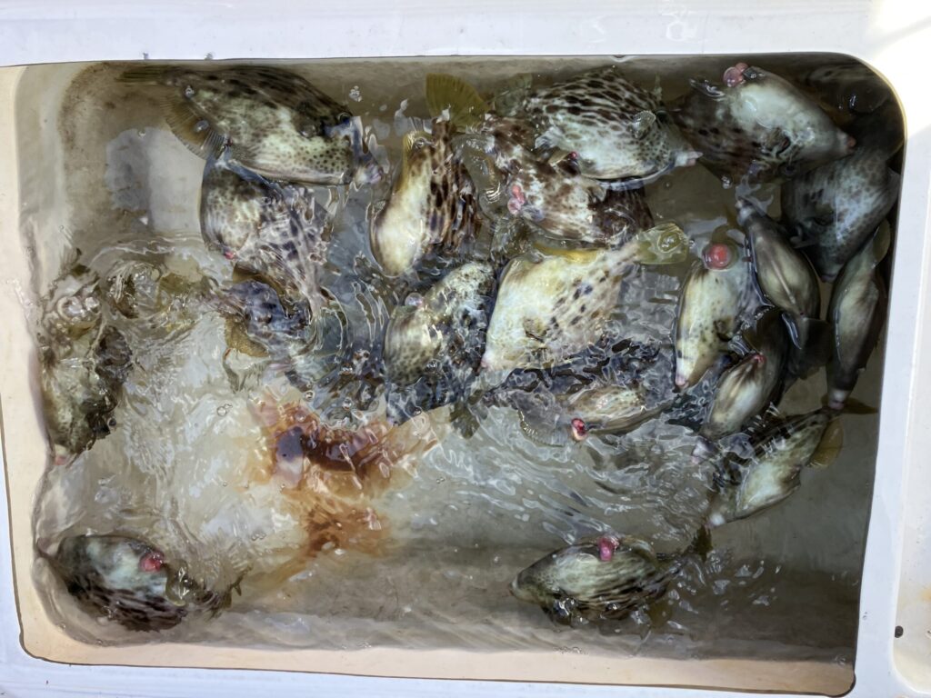 カワハギが船の生簀で弱ってしまった写真