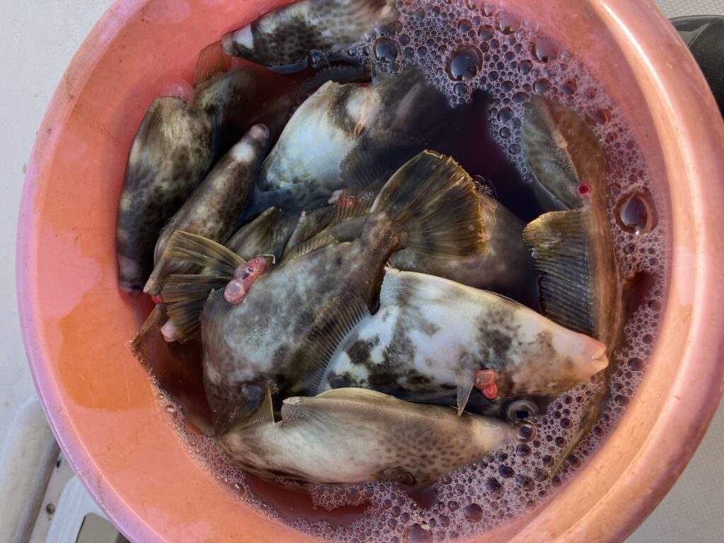 カワハギの血抜きをする写真