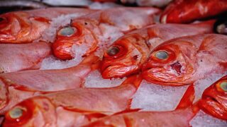 釣った魚の冷蔵保存ガイド｜翌日までおいしく食べる保存方法
