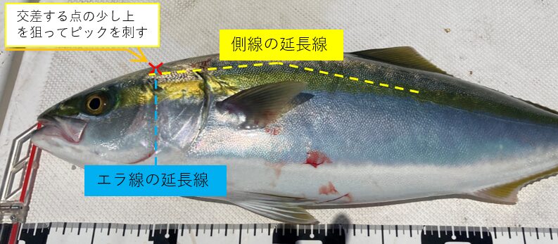 魚の脳の位置を示す写真