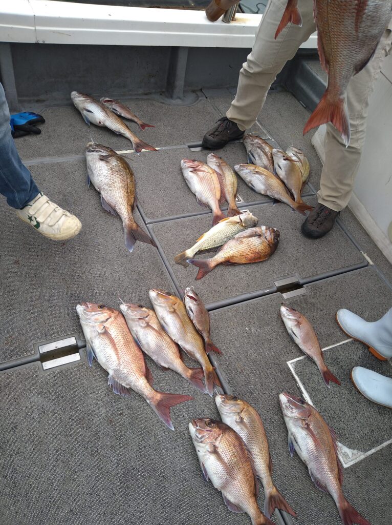 釣り上げた真鯛の写真