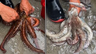【調理】釣ったタコの下処理・捌き方編